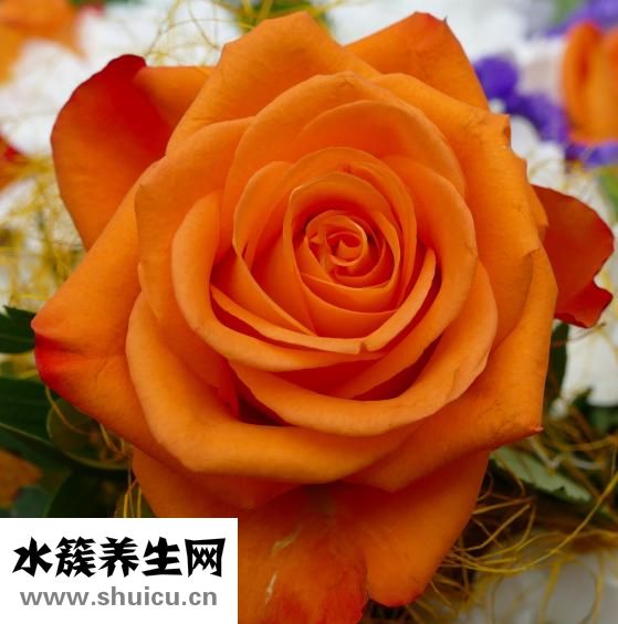月经能喝茶吗
