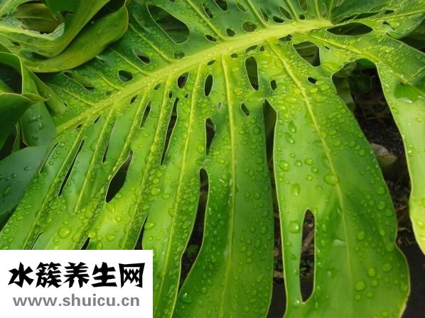湿润烧伤膏