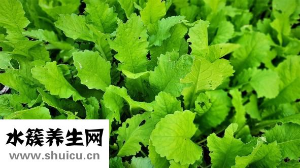 洋葱的功效