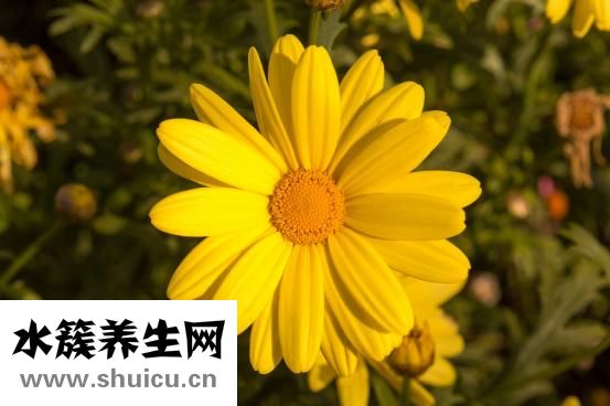 静脉曲张性痔疮