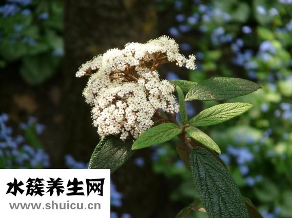 麝香通心滴丸