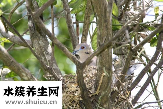 燕窝营养价值