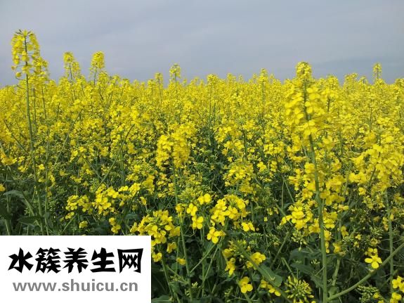 油菜花儿黄