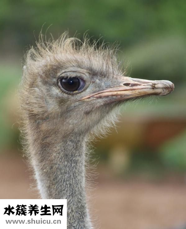 锁骨下静脉穿刺