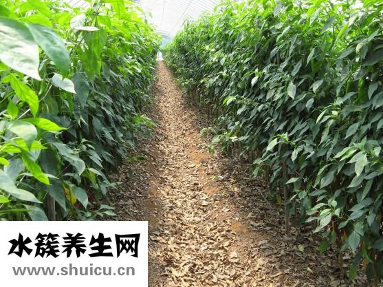 生蚝都能吃么