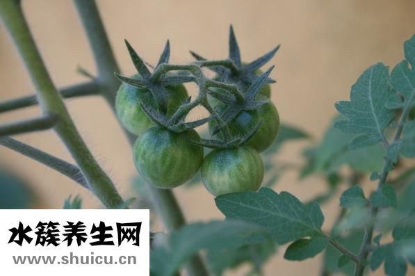 荷花是莲花吗
