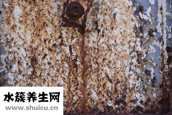 铁皮石斛花
