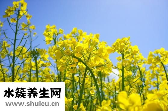 油菜花儿黄