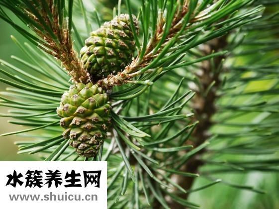 鱼腥草怎么种植