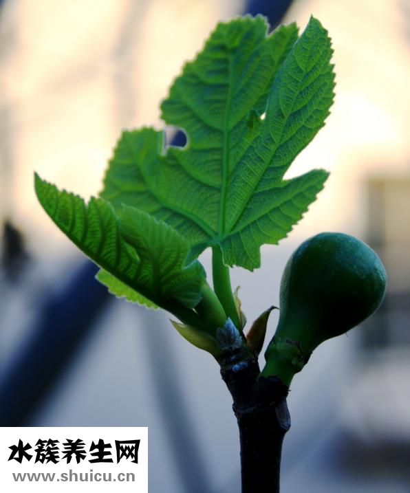 润肠丸组成