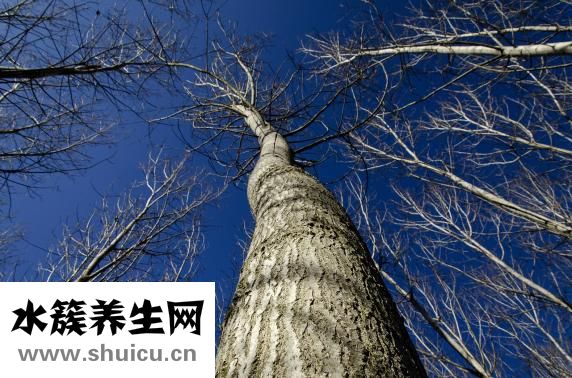 茵陈五苓丸