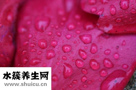 天葵子图片