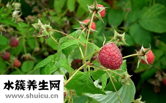 香菜的食用方法有很多种比较常见的凉拌香菜