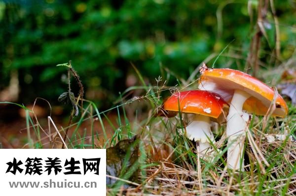 真武汤的配方