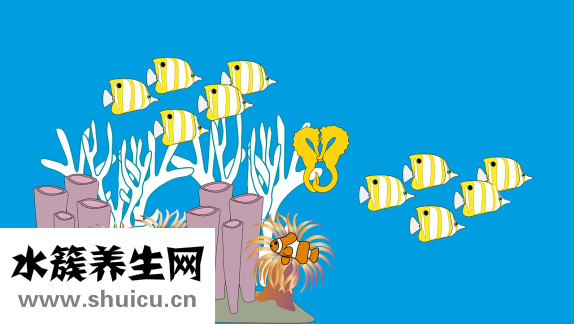 马鲛鱼是鲅鱼吗