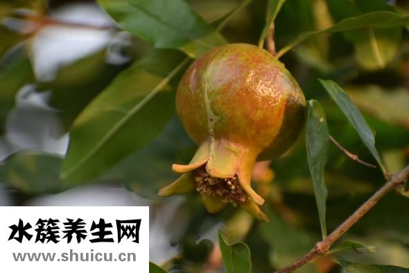 羊脑怎么做好吃