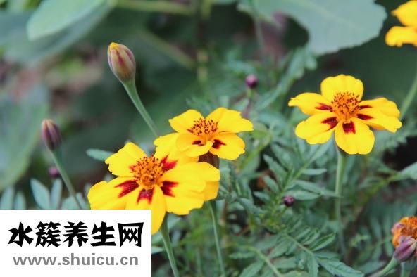 脚底鸡眼图片