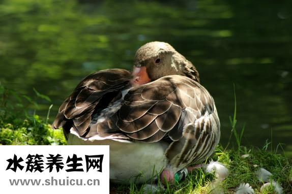 鸭胸肉怎么做好吃