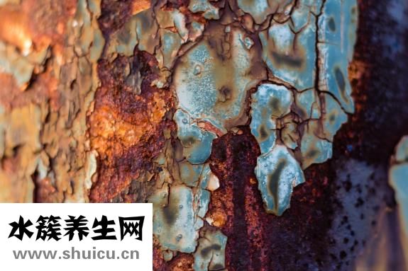 铁皮石斛粉
