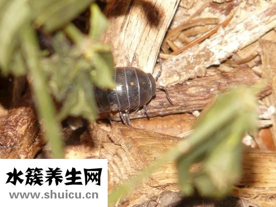 膀胱在哪个位置图