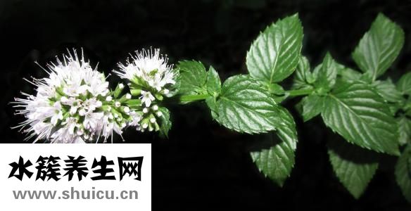 薄荷减肥吗