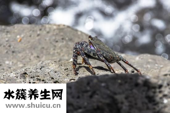 消癌平胶囊