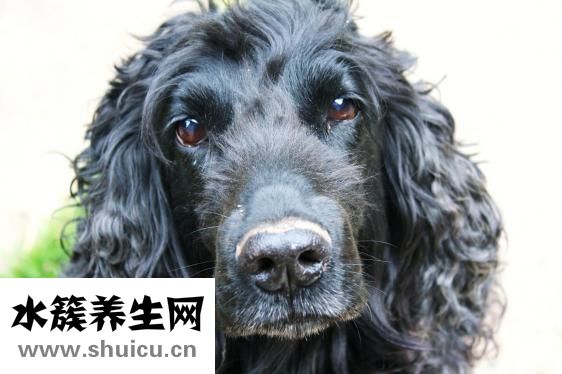 肾病传染吗