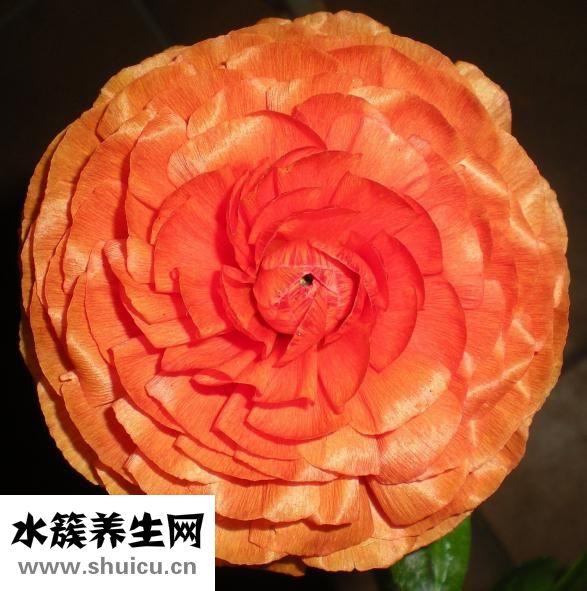 沙田柚的功效与作用