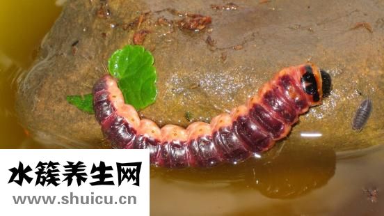 膀胱在哪个位置图
