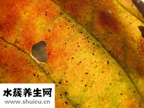 胃胀气老打嗝