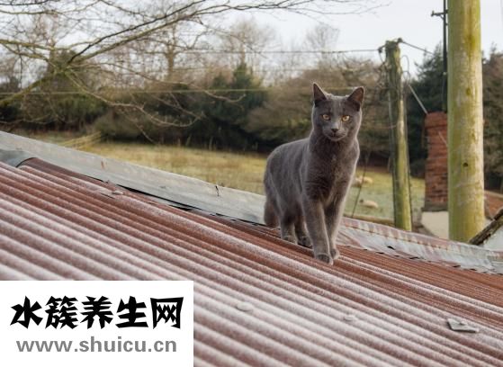 铁皮石斛的功效