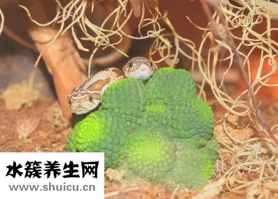 肝炎！慢性病毒性肝炎危害有哪些？患者身体会出现什么症状？