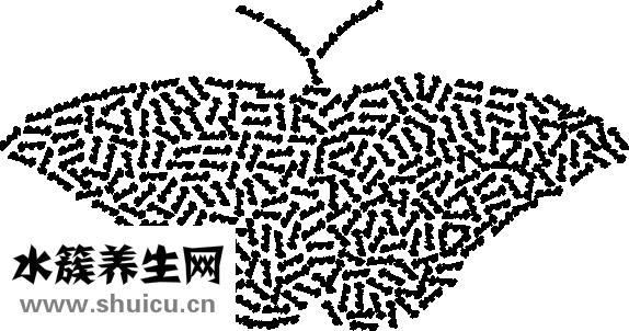 眼型的种类