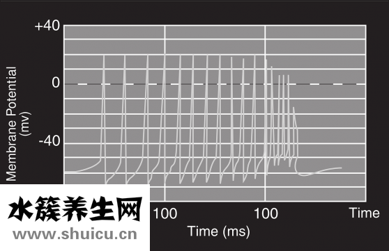 网织红细胞百分比
