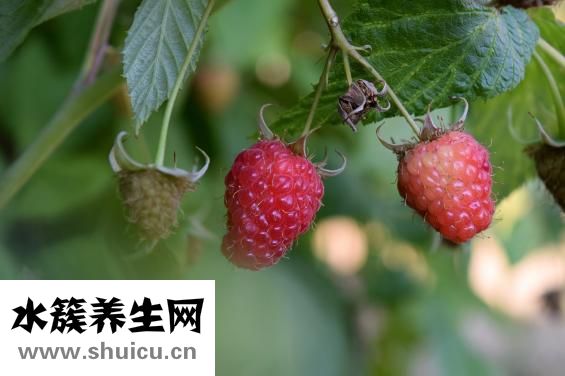 覆盆子图片