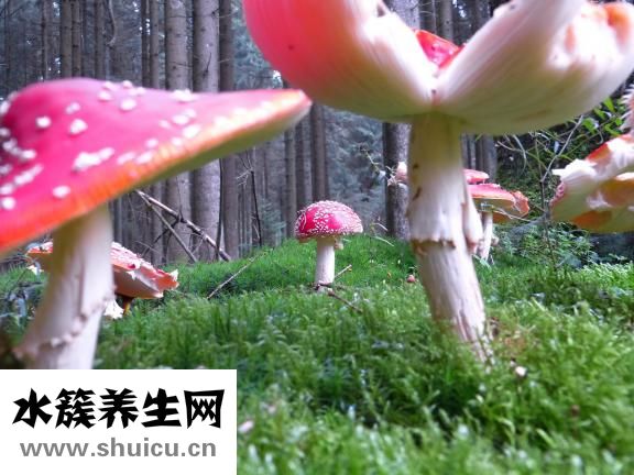 香菇煲鸡汤