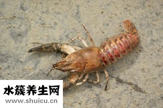 对末期肿瘤病人较好掌握消瘤平胶囊副作用