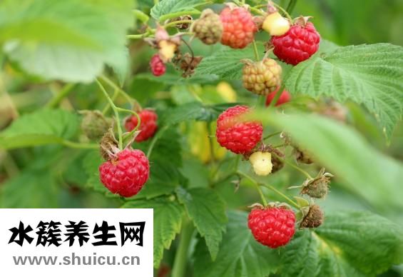 覆盆子图片
