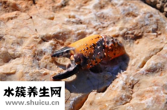 肾良性肿瘤