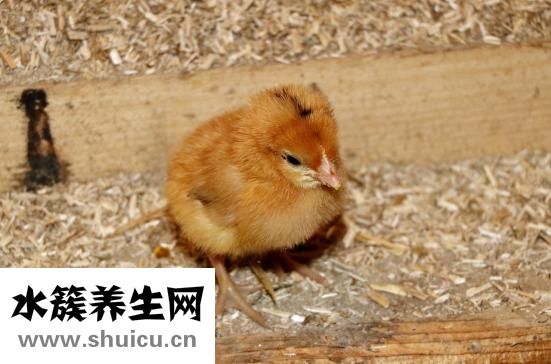 清炖鸡怎么做