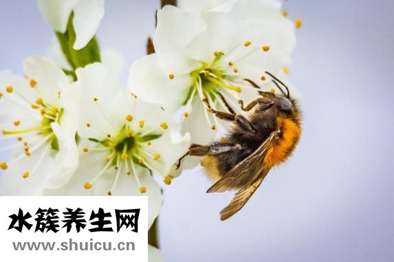 杏鲍菇煮多久可以熟