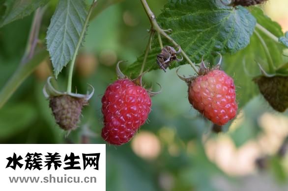 覆盆子图片