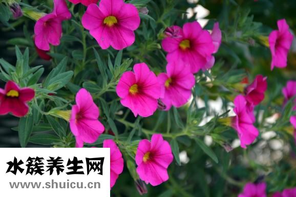酸奶块怎么做
