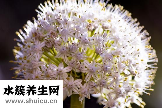 羊汤怎么熬