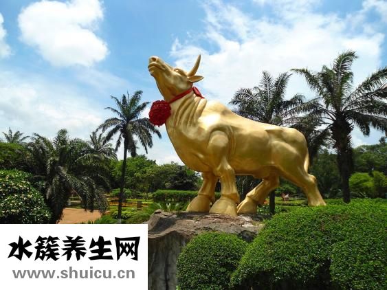 椰子肉能吃吗