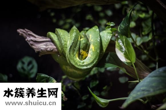甜菜根的功效与作用