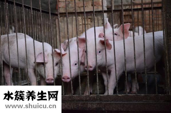羊角密甜瓜