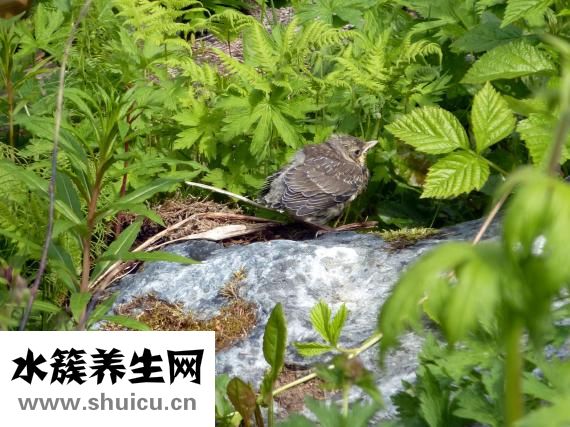 野生土蜂蜜