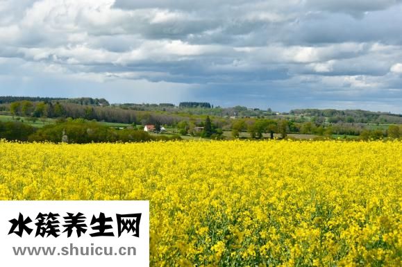 油菜的热量