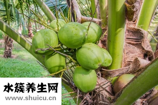 椰子肉能吃吗